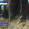 Выставка мамонтов пройдет в Нижегородском кремле с 20 мая по 4 ноября