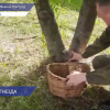 Период птенцепада начался в Нижегородской области