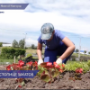 Более 36 тысяч квадратных метров цветников высадят в Нижнем Новгороде