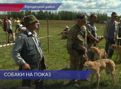 Выставка собак 14 июля нижний новгород. Всероссийская выставка охотничьих собак 2022 года Валдай. 01.05.24 Липецкая областная выставка охотничьих собак. 02.06.2024г. Состоится Нижегородская областная выставка охотничьих собак!. Выставка охотничьих собак 25.05.2024 г. в Пензе.