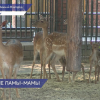 В зоопарке «Лимпопо» в Нижнем Новгороде появились на свет две самки европейской лани