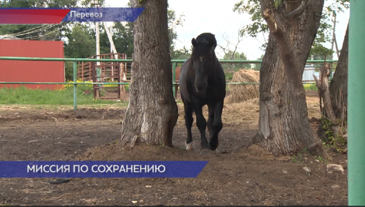 Перевозский конный завод