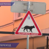 Котознак появился на улице Рождественской в Нижнем Новгороде