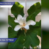 Магнолия Эша зацвела в Ботаническом саду