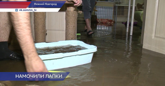 Котокафе затопило во время ливня в Нижнем Новгороде 