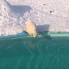В нижегородском зоопарке «Лимпопо» поселился второй белый медведь