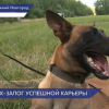 В Нижегородской области состоялось торжественное открытие Всероссийского конкурса профессионального мастерства среди кинологов