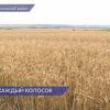 Зерновые посевы проверили в сельхозпредприятие «Нива» Лысковского района