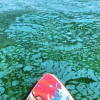 Нижегородцы пожаловались на цветущее Горьковское водохранилище