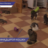 «День 13-й кошки» отмечают в нижегородском благотворительном фонде «Планета кошек»