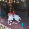 Арт-объект с мышами появился на Почаинском бульваре в Нижнем Новгороде