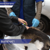 Нижегородцы могут вакцинировать домашнего питомца от бешенства совершенно бесплатно