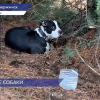 Недобросовестные хозяева бросили стаффордширского терьера в дзержинском лесу, привязав его к дереву