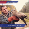 Краснокнижного орла спасли сотрудники министерства лесного хозяйства Нижегородской области