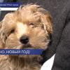 Ветеринары призывают нижегородцев не угощать домашних животных едой с праздничного стола