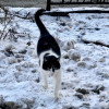 Вдвое больше домашних животных теряется в России в новогодние праздники
