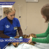Седьмой государственный ветеринарный кабинет открылся в Нижнем Новгороде