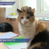 В 140-й пожарной части в Ковернино несет службу хвостатый трехцветный помощник начальника