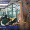Иппотерапевтические занятия  провели для детей из Донецкой и Луганской республик