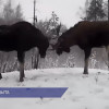 Драка двух лосей попала в фотоловушку в Керженском заповеднике