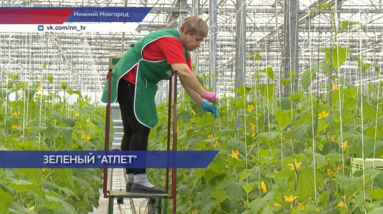 В условиях санкций «Горьковский» агрокомбинат успешно переходит на отечественные семена