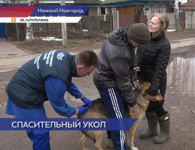В Нижегородской области проходит вакцинация домашних животных от бешенства