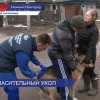 В Нижегородской области проходит вакцинация домашних животных от бешенства
