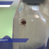 Первые случаи присасывания клещей уже зафиксированы в Нижегородской области