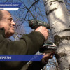 В Нижегородской области начался сезон сбора березового сока