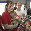 Необычная выставка-пристройство котов из приюта прошла в Нижнем Новгороде