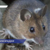 С начала года в Нижегородской области зафиксировано 9 случаев заболевания мышиной лихорадкой
