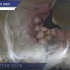 У жителя Борского округа в почтовом ящике уже пятый год вьют гнездо синички
