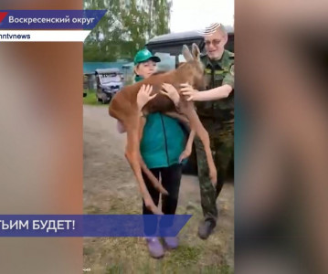 Уже третьего осиротевшего лосенка спасли сотрудники Минлесхоза в Нижегородской области