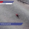 Среднемноголетний уровень укусов клещами превышен на 11,7%, сообщает Роспотребнадзор