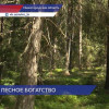 Нижегородская область вошла в десятку регионов-лидеров по лесному хозяйству