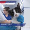 Волонтеры призывают нижегородцев одновременно помочь животным и экологической обстановке в городе
