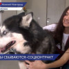 Нижегородский грумер Анна Голова смогла открыть свое дело благодаря соцконтракту