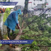 70 деревьев рухнули в Нижнем Новгороде во время многодневного ливня