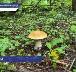 Специалисты Роспотребнадзора не рекомендуют покупать лесные грибы с рук