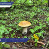 Специалисты Роспотребнадзора не рекомендуют покупать лесные грибы с рук