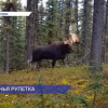 Жеребьевка на добычу охотничьих ресурсов впервые прошла в Нижегородской области цифровом формате