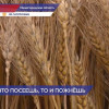 В Нижегородской области засеяли 234 тысячи гектаров озимых культур