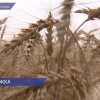 Федеральная поддержка АПК Нижегородской области в этом году составит 6,1 млрд рублей