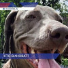 Водитель автобуса сбил насмерть собаку и скрылся с места ДТП в Нижнем Новгороде