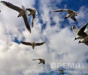 Два дрона ВСУ обезврежены в Нижегородской области