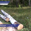Возможность упростить выдачу разрешений на лесозаготовку для жителей области обсудили в Заксобрании