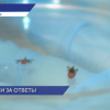 Ребёнок пострадал от нападения клеща в Нижегородской области