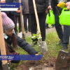 Саженец сталинградского тополя посадили в рамках эколого-патриотической акции «Сад памяти»