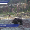 Медвежьи бои зафиксировала фотоловушка в Керженском заповеднике