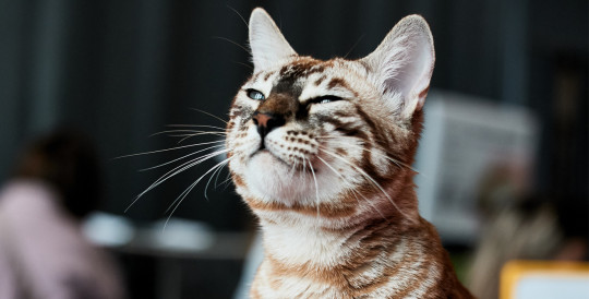 Выставка животных «Зоомир» пройдёт в Нижнем Новгороде